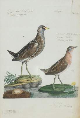 Bild Nr.1: 133-2275 Tüpfelsumpfhun / Zwergsumppfhuhn.: (Varia, Zoologie, Hühner)