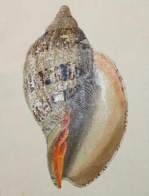 Bild Nr.1: 133-2279 Konvolut: (Varia, Zoologie)