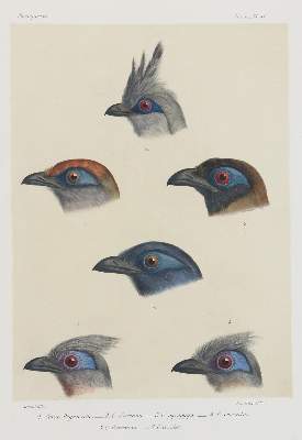 Bild Nr.2: 133-2280 Vögel.: (Varia, Zoologie, Madagaskar)