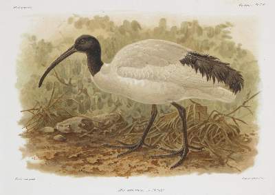Bild Nr.3: 133-2280 Vögel.: (Varia, Zoologie, Madagaskar)