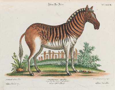 Bild Nr.1: 133-2286 Pferd.: (Varia, Zoologie)