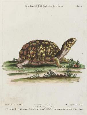 Bild Nr.1: 133-2289 Schildkröte.: (Varia, Zoologie)