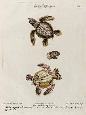 Bild Nr.1: 133-2290 Schildkröte.: (Varia, Zoologie)