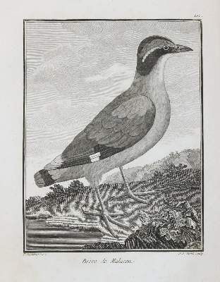 Bild Nr.8: 133-2293 Vögel.: (Varia, Zoologie)