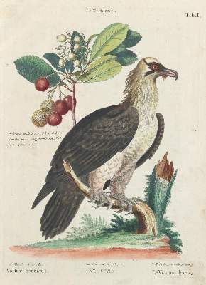 Bild Nr.1: 133-2297 Bartgeier.: (Varia, Zoologie, Vögel)
