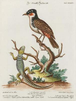 Bild Nr.1: 133-2301 Brustwenzel.: (Varia, Zoologie, Vögel)