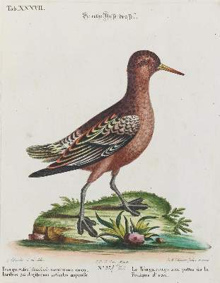 Bild Nr.1: 133-2308 Drossel.: (Varia, Zoologie, Vögel)