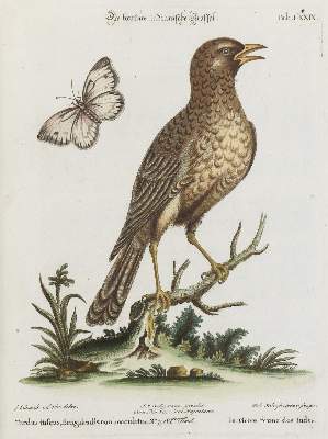 Bild Nr.1: 133-2309 Drossel.: (Varia, Zoologie, Vögel)