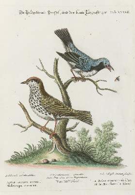 Bild Nr.1: 133-2310 Drossel.: (Varia, Zoologie, Vögel)