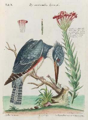 Bild Nr.1: 133-2313 Eisvogel.: (Varia, Zoologie, Vögel)