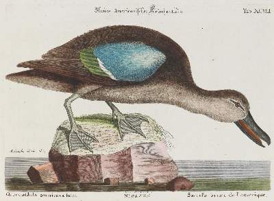 Bild Nr.1: 133-2318 Ente.: (Varia, Zoologie, Vögel)