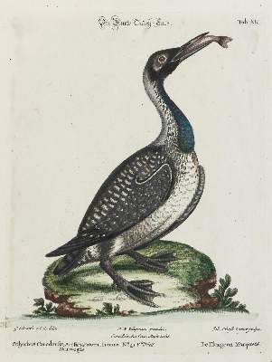 Bild Nr.1: 133-2320 Ente.: (Varia, Zoologie, Vögel)