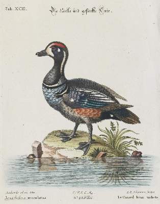 Bild Nr.1: 133-2321 Ente.: (Varia, Zoologie, Vögel)