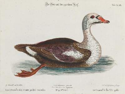 Bild Nr.1: 133-2322 Ente.: (Varia, Zoologie, Vögel)