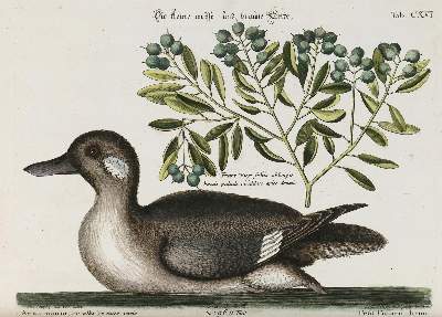 Bild Nr.1: 133-2327 Ente.: (Varia, Zoologie, Vögel)