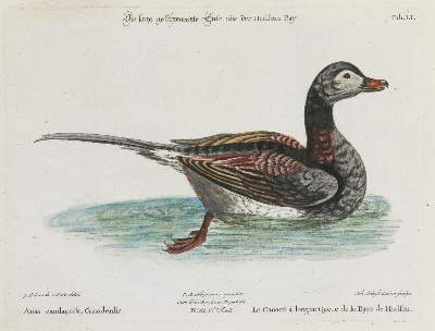 Bild Nr.1: 133-2328 Ente.: (Varia, Zoologie, Vögel)