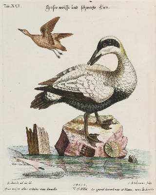 Bild Nr.1: 133-2332 Ente.: (Varia, Zoologie, Vögel)