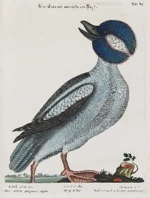 Bild Nr.1: 133-2333 Ente.: (Varia, Zoologie, Vögel)