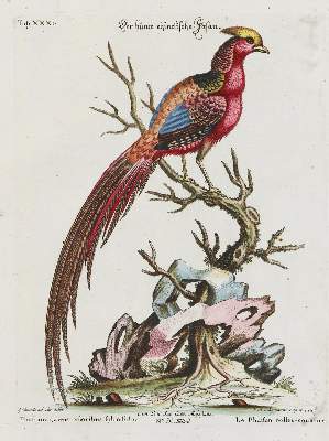 Bild Nr.1: 133-2335 Fasan.: (Varia, Zoologie, Vögel)