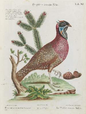 Bild Nr.1: 133-2336 Fasan.: (Varia, Zoologie, Vögel)