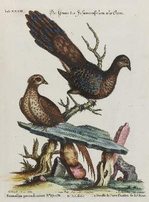 Bild Nr.1: 133-2338 Fasan.: (Varia, Zoologie, Vögel)