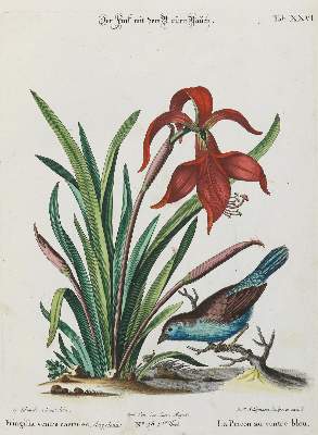 Bild Nr.1: 133-2339 Fink.: (Varia, Zoologie, Vögel)