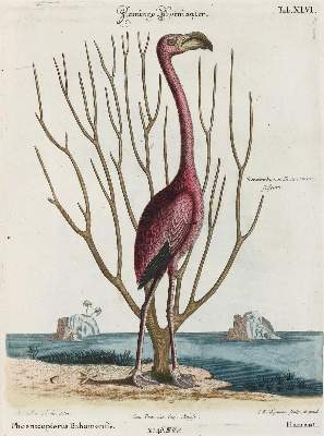 Bild Nr.1: 133-2344 Flamingo.: (Varia, Zoologie, Vögel)