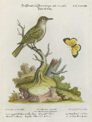 Bild Nr.1: 133-2346 Fliegenfänger.: (Varia, Zoologie, Vögel)