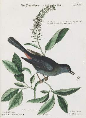Bild Nr.1: 133-2347 Fliegenschnäpper.: (Varia, Zoologie, Vögel)