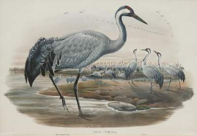 Bild Nr.1: 133-2359 Grauer Kranich.: (Varia, Zoologie, Vögel)