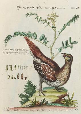 Bild Nr.1: 133-2362 Haselhuhn.: (Varia, Zoologie, Vögel)