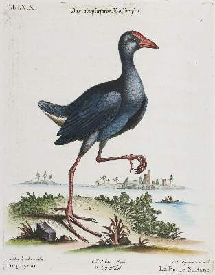 Bild Nr.1: 133-2367 Huhn.: (Varia, Zoologie, Vögel)