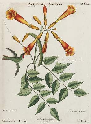 Bild Nr.1: 133-2373 Kolibri.: (Varia, Zoologie, Vögel)