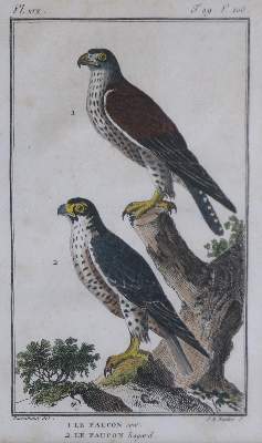 Bild Nr.3: 133-2376 Konvolut: (Varia, Zoologie, Vögel)