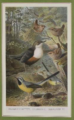 Bild Nr.7: 133-2376 Konvolut: (Varia, Zoologie, Vögel)