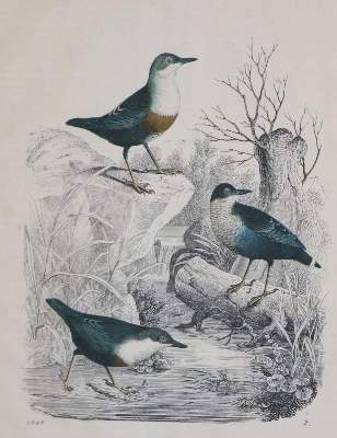Bild Nr.8: 133-2376 Konvolut: (Varia, Zoologie, Vögel)