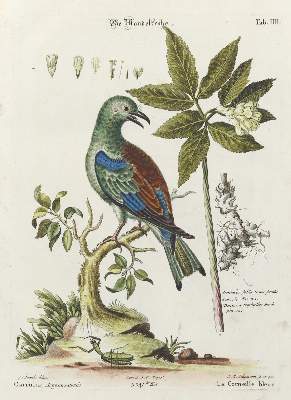 Bild Nr.1: 133-2377 Krähe.: (Varia, Zoologie, Vögel)