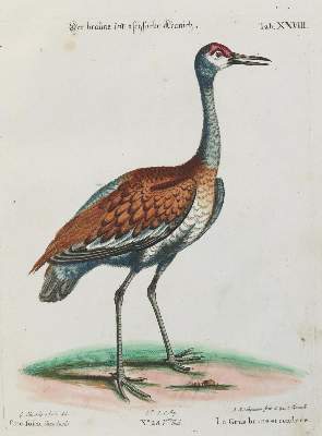 Bild Nr.1: 133-2379 Kranich.: (Varia, Zoologie, Vögel)