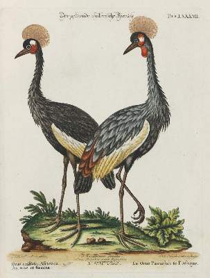 Bild Nr.1: 133-2380 Kranich.: (Varia, Zoologie, Vögel)
