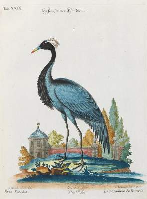 Bild Nr.1: 133-2383 Kranich.: (Varia, Zoologie, Vögel)