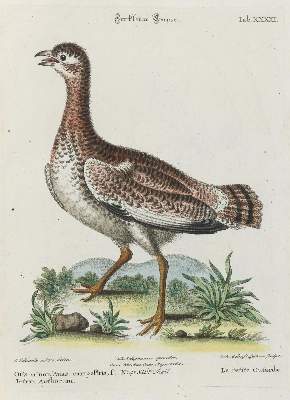 Bild Nr.1: 133-2385 Kranichvogel.: (Varia, Zoologie, Vögel)