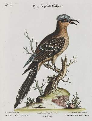 Bild Nr.1: 133-2387 Kuckuck.: (Varia, Zoologie, Vögel)