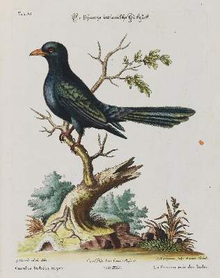 Bild Nr.1: 133-2388 Kuckuck.: (Varia, Zoologie, Vögel)