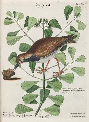 Bild Nr.1: 133-2389 Lerche.: (Varia, Zoologie, Vögel)