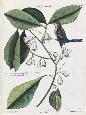 Bild Nr.1: 133-2393 Meise.: (Varia, Zoologie, Vögel)