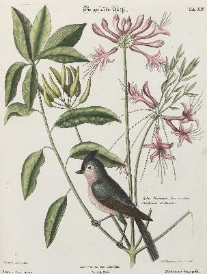 Bild Nr.1: 133-2394 Meise.: (Varia, Zoologie, Vögel)
