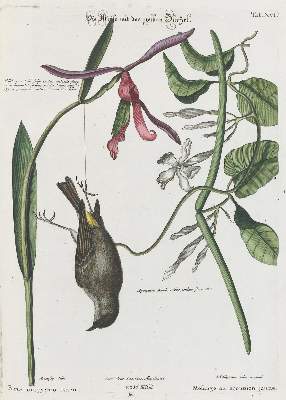 Bild Nr.1: 133-2396 Meise.: (Varia, Zoologie, Vögel)
