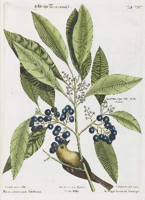 Bild Nr.1: 133-2397 Meise.: (Varia, Zoologie, Vögel)