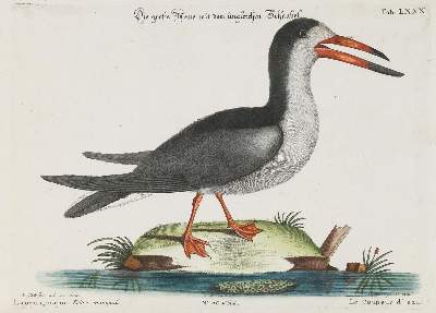 Bild Nr.1: 133-2399 Möwe.: (Varia, Zoologie, Vögel)