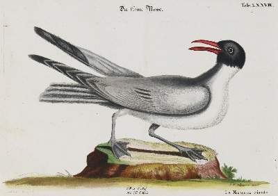 Bild Nr.1: 133-2400 Möwe.: (Varia, Zoologie, Vögel)